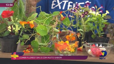 Projeto da Univali ensina sobre plantas comestíveis e medicinais