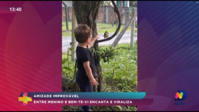 Amizade improvável entre criança e bem-te-vi conquista a internet