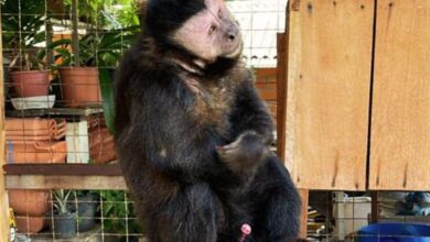 Macaco-prego resgatado em SC ganha novo lar após maus-tratos