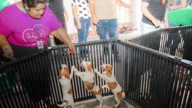 Cães iguais de ‘O Máskara’ são achados presos no calor em SC