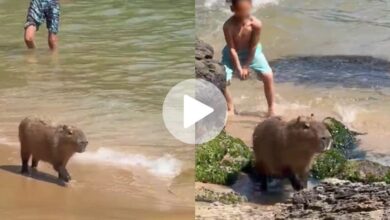 Capivara raivosa assusta turistas em Balneário Camboriú