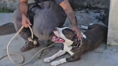 Pitbull que vivia sozinho após morte dos donos em acidente é resgatado no Bairro das Nações