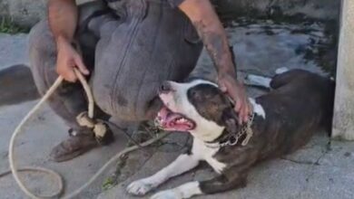 Pitbull fica sozinho após acidente fatal com tutores e é resgatado em Balneário Camboriú