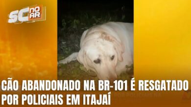 Policiais resgatam cão abandonado na BR-101 durante a noite em Itajaí