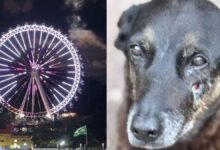 Cão orelha ganha homenagem em cartão-postal de Balneário Camboriú
