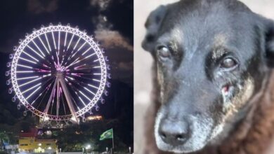Cão orelha ganha homenagem em cartão-postal de Balneário Camboriú