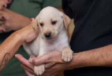 Feira de adoção de cães e gatos acontece neste sábado no Balneário Shopping