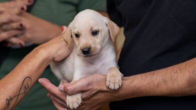 Feira de adoção de cães e gatos acontece neste sábado no Balneário Shopping