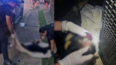 Jovem é preso suspeito de agredir cão com adolescentes em SC
