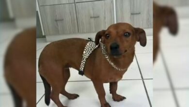 Mulher que abandonou cachorrinha em rodoviária é indiciada em Florianópolis