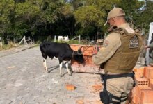 Organizar e promover 'Farra do Boi' em SC pode gerar multa de até R$ 20 mil