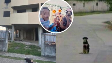 Suspeitos de matar cachorro e amarrar outro serão internados