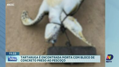 Tartaruga é achada morta com bloco de concreto em Itapema
