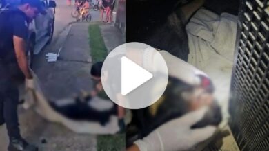 Três adolescentes são apreendidos suspeitos de matar cão em SC