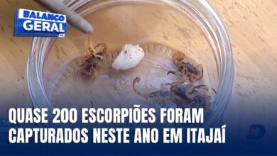 Itajaí registra quase 200 escorpiões capturados em 2026