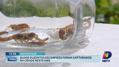 Itajaí registra aumento de escorpiões e acende alerta na cidade