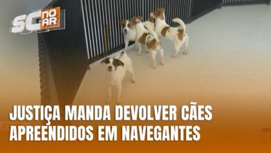 Justiça de SC ordena devolução de cães após investigação de maus-tratos
