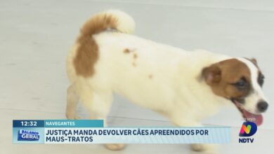 Justiça determina devolução de cães apreendidos em Navegantes