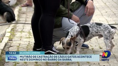 Giro de notícias: limpeza, obras e ação animal em destaque