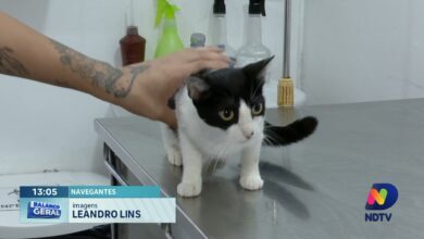 Mutirão em Navegantes oferece vacina e microchipagem gratuita