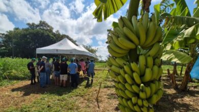 Nova variedade de banana pode transformar a vida de produtores em SC