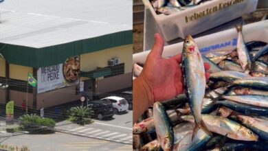 Peixe a menos de R$ 10 o quilo vira destaque para a Sexta-feira Santa em Itajaí