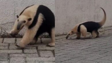 Tamanduá surpreende moradores ao aparecer em condomínio de Itajaí
