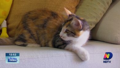 Adoção de animais transforma vidas e ganha destaque em SC