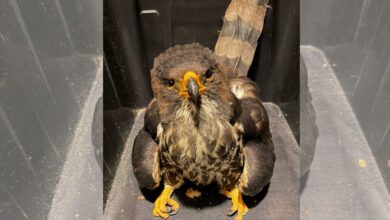 Animal que despedaça presas é resgatado com machucados em Navegantes