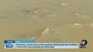 Pesquisa silenciosa impulsiona produção de tilápias em Itajaí