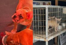 Filhotes de buldogues franceses são resgatados em Balneário Camboriú com fome e sede