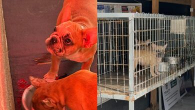 Filhotes de buldogues franceses são resgatados em Balneário Camboriú com fome e sede