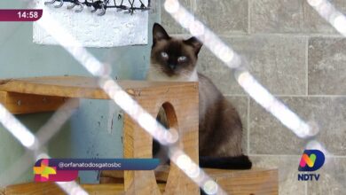 Orfanato dos Gatos de BC reforça adoção responsável de felinos
