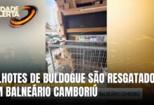 Polícia resgata filhotes em situação de maus-tratos em Balneário Camboriú