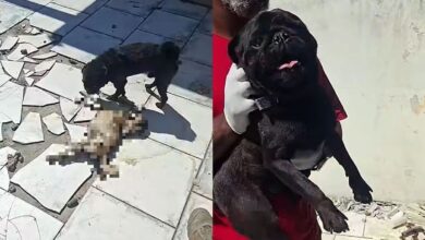 Pug morre após dias sem comida e cães são abandonados em SC