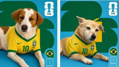 Cachorros para adoção viram figurinhas da Copa do Mundo em divulgação de abrigo de SC