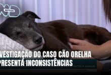 Parecer do MPSC aponta falhas na investigação do caso cão Orelha