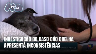 Parecer do MPSC aponta falhas na investigação do caso cão Orelha