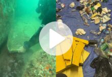 Mergulhadores tiram toneladas de lixo do fundo do mar em SC