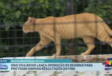 ONG Viva Bicho lança campanha de inverno para animais resgatados