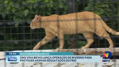 ONG Viva Bicho lança campanha de inverno para animais resgatados