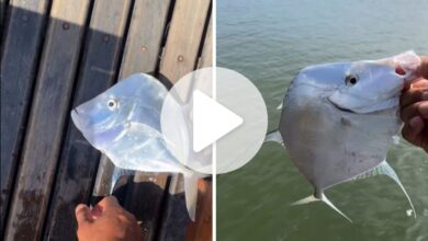 VÍDEO: Pescador fisga espécie rara de peixe prateado em Itajaí: 'Olha, coisa linda'