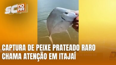 Pescador captura peixe-galo raro em Itajaí e vídeo viraliza nas redes
