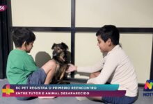 BC Pet registra primeiro reencontro entre tutor e animal perdido