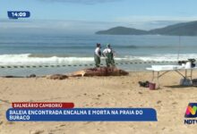 Encalhe de baleia mobiliza atenção na Praia do Buraco em BC