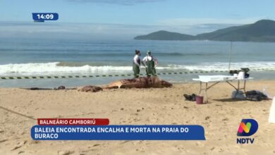 Encalhe de baleia mobiliza atenção na Praia do Buraco em BC
