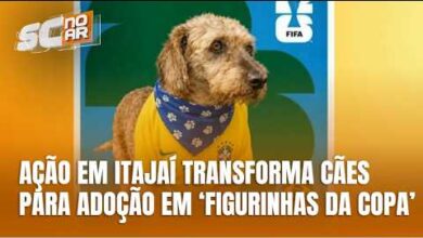 Ação em Itajaí transforma cães para adoção em “figurinhas da Copa”