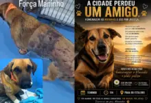 Cão comunitário morre após agravamento de ferimentos em Balneário Camboriú