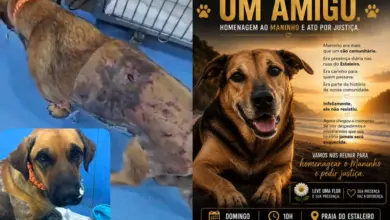 Cão comunitário morre após agravamento de ferimentos em Balneário Camboriú