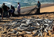 Ministério da Pesca encerra captura de tainha por arrasto de praia após cota atingir 90%